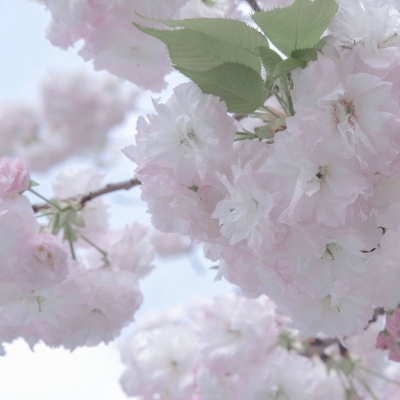 准格尔旗福瑞交流群